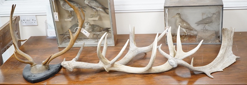 Four stag / moose antlers, pair on shield shaped mount, approximately 70cm high. Condition - fair